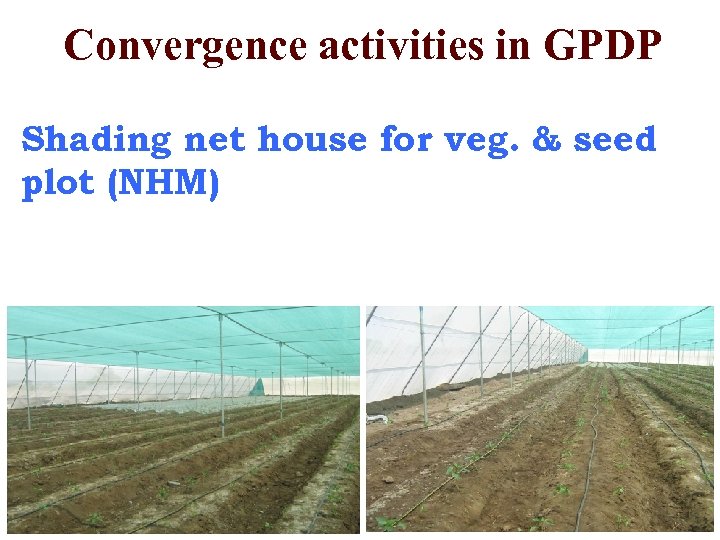 Convergence activities in GPDP Shading net house for veg. & seed plot (NHM) 