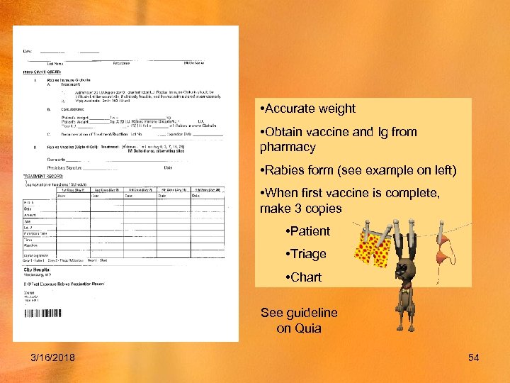  • Accurate weight • Obtain vaccine and Ig from pharmacy • Rabies form