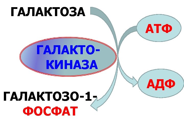 ГАЛАКТОЗА АТФ ГАЛАКТОКИНАЗА ГАЛАКТОЗО-1 ФОСФАТ АДФ 