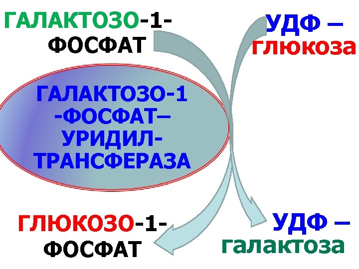 ГАЛАКТОЗО-1 ФОСФАТ УДФ – глюкоза ГАЛАКТОЗО-1 -ФОСФАТ– УРИДИЛТРАНСФЕРАЗА ГЛЮКОЗО-1 ФОСФАТ УДФ – галактоза 