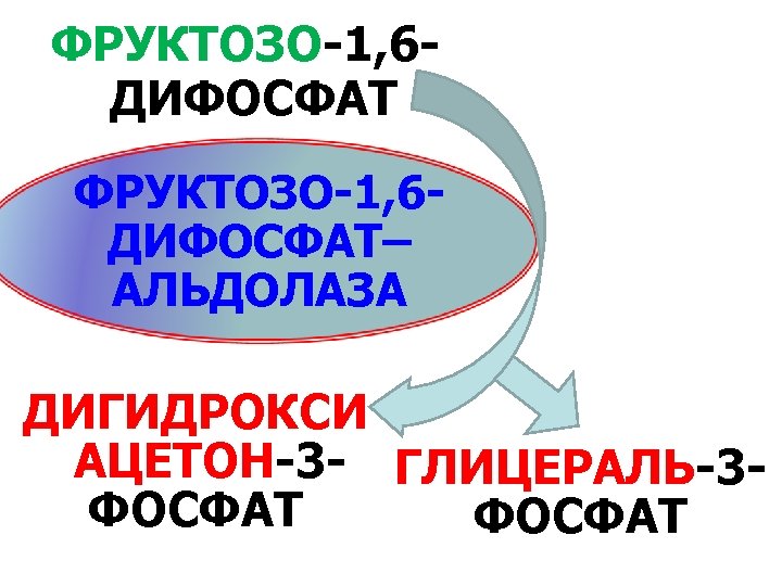 ФРУКТОЗО-1, 6 ДИФОСФАТ– АЛЬДОЛАЗА ДИГИДРОКСИ АЦЕТОН-3 - ГЛИЦЕРАЛЬ-3 ФОСФАТ 