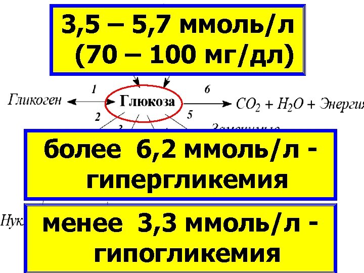 3, 5 – 5, 7 ммоль/л (70 – 100 мг/дл) КЛЕТОЧНЫЙ МЕТАБОЛИЗМ более 6,