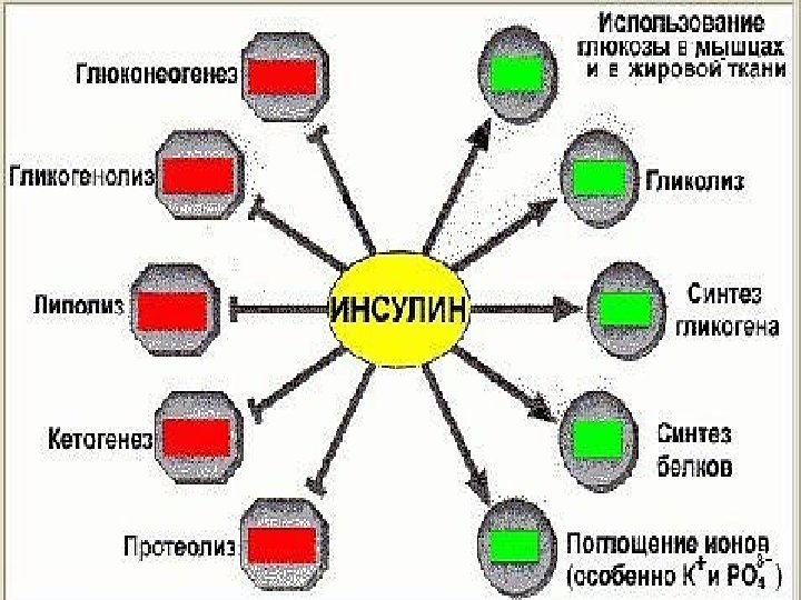 СПЕКТР ДЕЙСТВИЯ ИНСУЛИНА Активирует поступление глюкозы в клетку. Ускоряет: использование глюкозы в ЦТК синтез