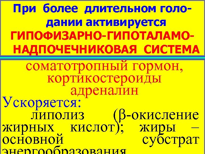 При более длительном голодании активируется ГИПОФИЗАРНО-ГИПОТАЛАМОНАДПОЧЕЧНИКОВАЯ СИСТЕМА соматотропный гормон, кортикостероиды адреналин Ускоряется: липолиз (β-окисление