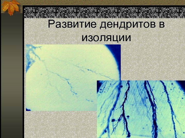 Развитие дендритов в изоляции 