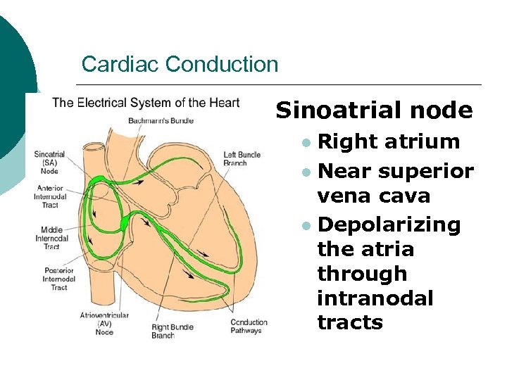 Cardiac Conduction Sinoatrial node Right atrium l Near superior vena cava l Depolarizing the