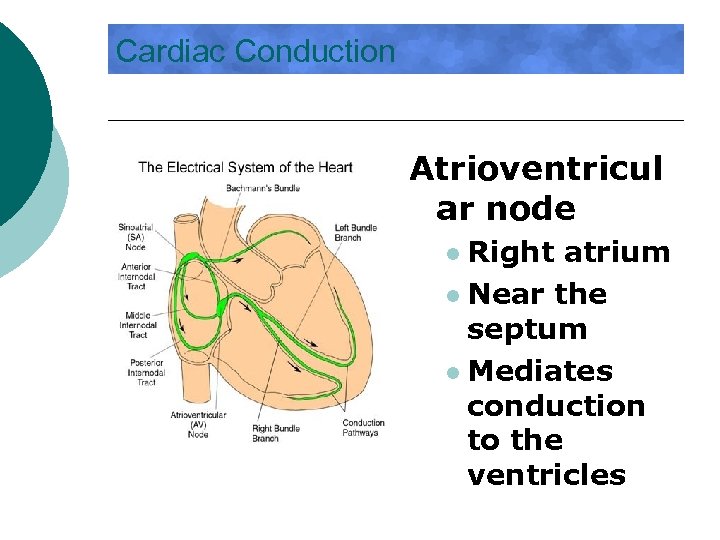 Cardiac Conduction Atrioventricul ar node Right atrium l Near the septum l Mediates conduction