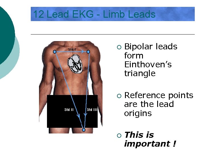 12 Lead EKG - Limb Leads ¡ ¡ ¡ Bipolar leads form Einthoven’s triangle