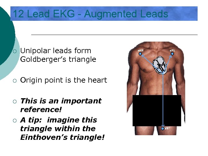 12 Lead EKG - Augmented Leads ¡ Unipolar leads form Goldberger’s triangle ¡ Origin