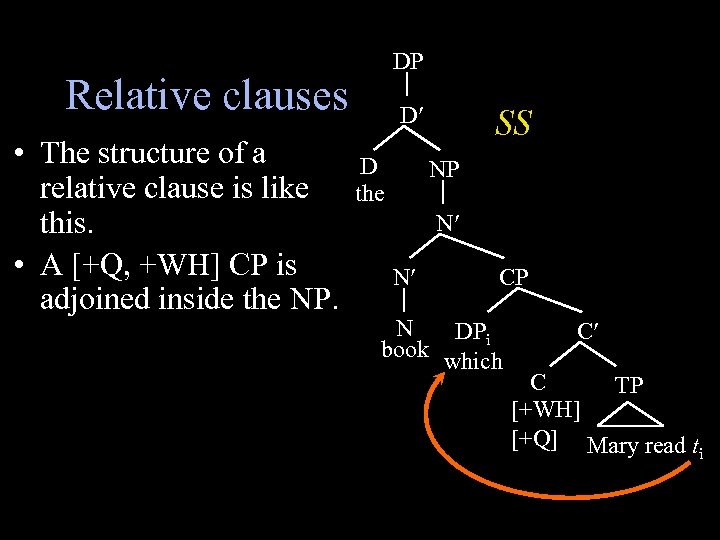 DP Relative clauses • The structure of a relative clause is like this. •