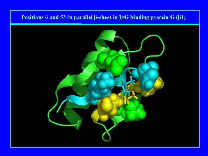 Positions 6 and 53 in parallel β-sheet in Ig. G binding protein G (β