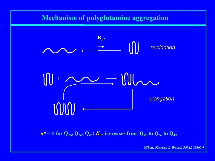 Mechanism of polyglutamine aggregation Kn* nucleation + elongation n* = 1 for Q 28,