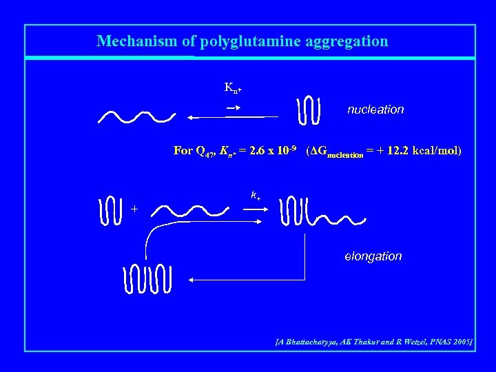 Mechanism of polyglutamine aggregation Kn* nucleation For Q 47, Kn* = 2. 6 x