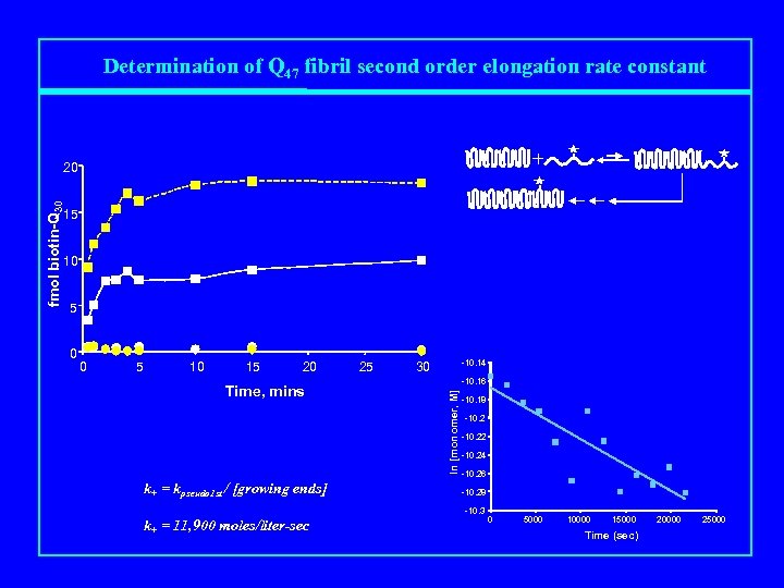 Determination of Q 47 fibril second order elongation rate constant + fmol biotin-Q 30