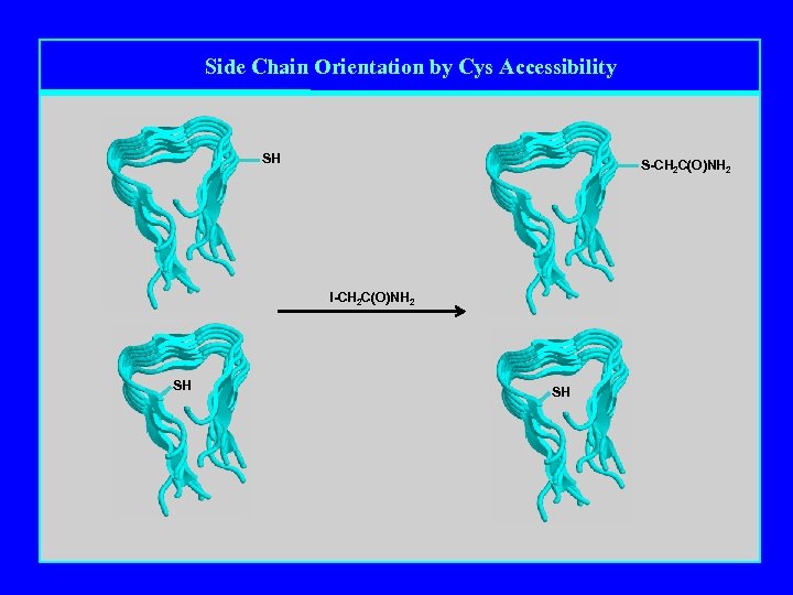 Side Chain Orientation by Cys Accessibility SH S-CH 2 C(O)NH 2 I-CH 2 C(O)NH