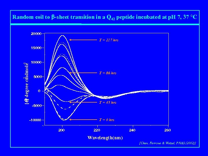 Random coil to b-sheet transition in a Q 42 peptide incubated at p. H