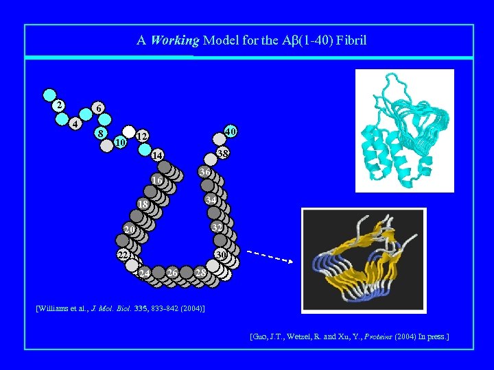 A Working Model for the Aβ(1 -40) Fibril 2 6 4 8 10 40