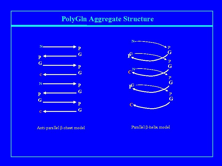 Poly. Gln Aggregate Structure N N P G C P G P G Anti-parallel