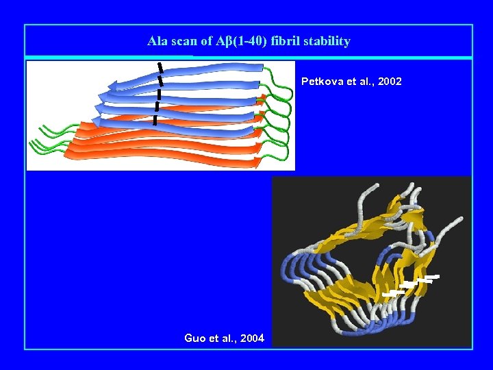 Ala scan of Aβ(1 -40) fibril stability Petkova et al. , 2002 Guo et