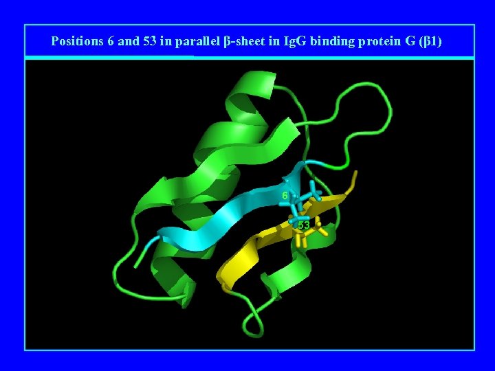 Positions 6 and 53 in parallel β-sheet in Ig. G binding protein G (β