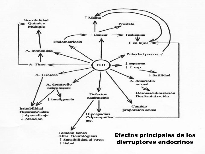 Efectos principales de los disrruptores endocrinos 22 