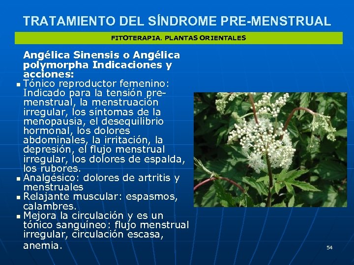 TRATAMIENTO DEL SÍNDROME PRE-MENSTRUAL FITOTERAPIA. PLANTAS ORIENTALES Angélica Sinensis o Angélica polymorpha Indicaciones y