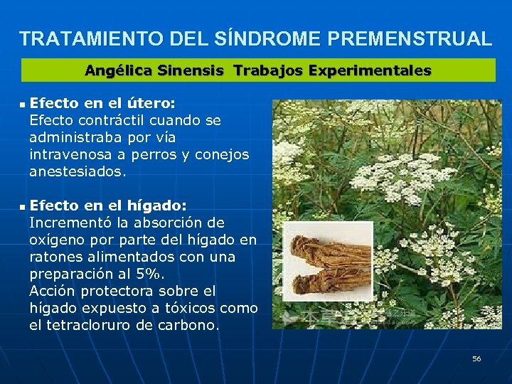 TRATAMIENTO DEL SÍNDROME PREMENSTRUAL Angélica Sinensis Trabajos Experimentales n n Efecto en el útero: