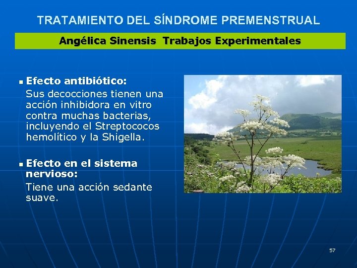 TRATAMIENTO DEL SÍNDROME PREMENSTRUAL Angélica Sinensis Trabajos Experimentales n n Efecto antibiótico: Sus decocciones