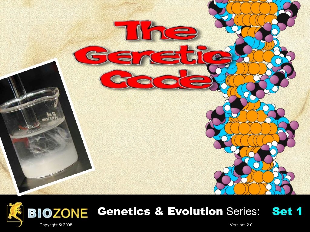 Genetics & Evolution Series: Copyright © 2005 Version: 2. 0 Set 1 