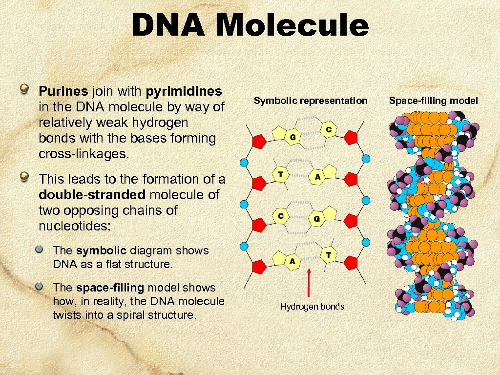 DNA Molecule Purines join with pyrimidines in the DNA molecule by way of relatively