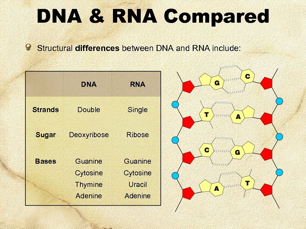 DNA & RNA Compared Structural differences between DNA and RNA include: DNA RNA Strands