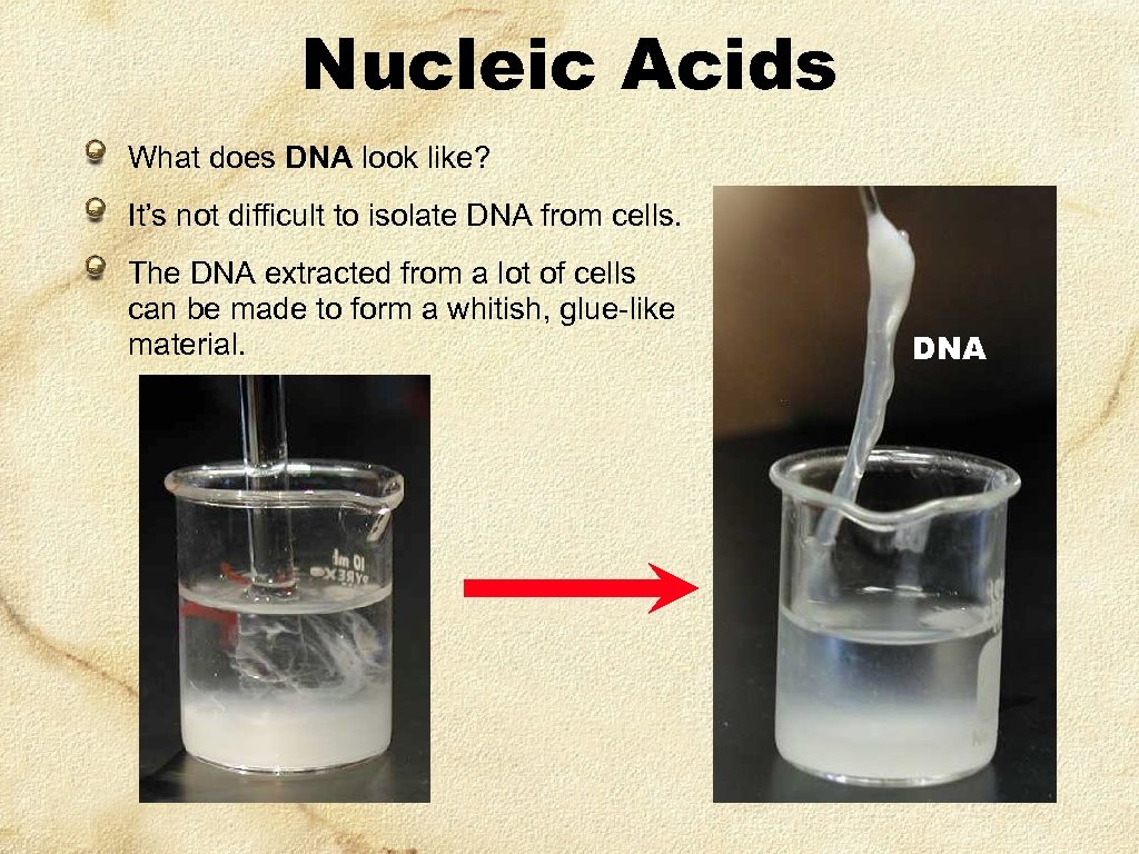 Nucleic Acids What does DNA look like? It’s not difficult to isolate DNA from