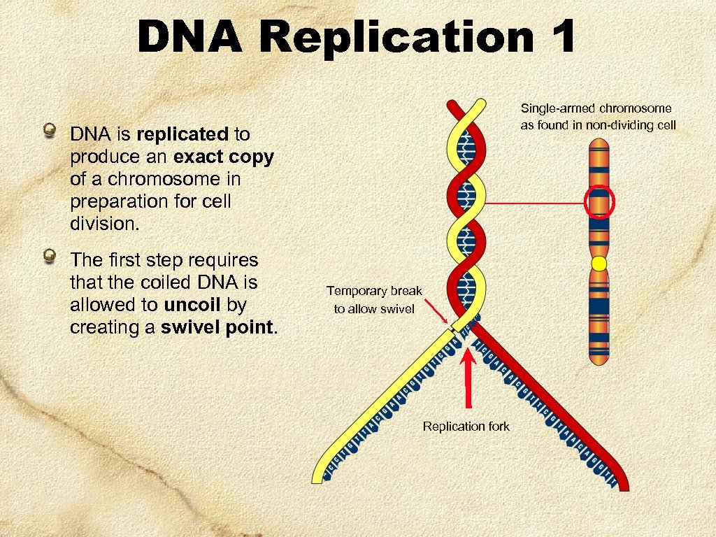 DNA Replication 1 Single-armed chromosome as found in non-dividing cell DNA is replicated to