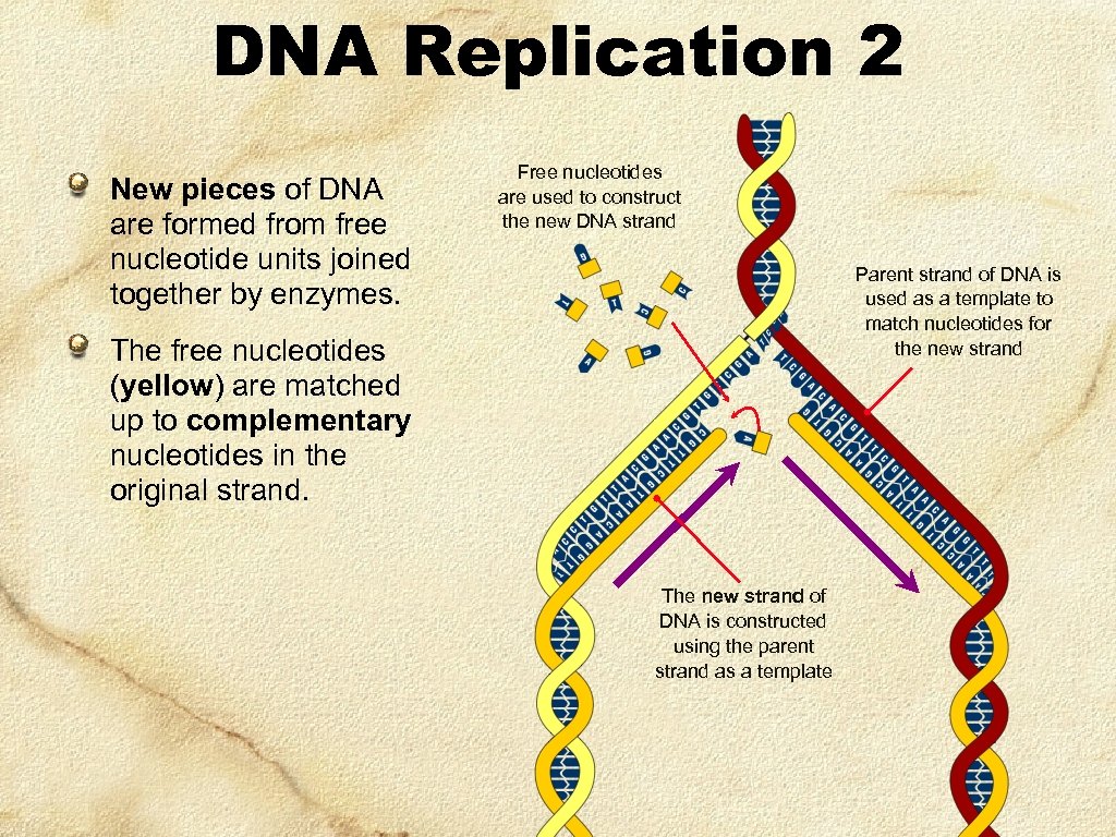 DNA Replication 2 New pieces of DNA are formed from free nucleotide units joined