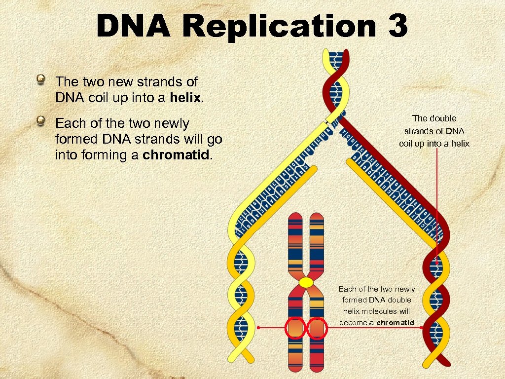 DNA Replication 3 The two new strands of DNA coil up into a helix.