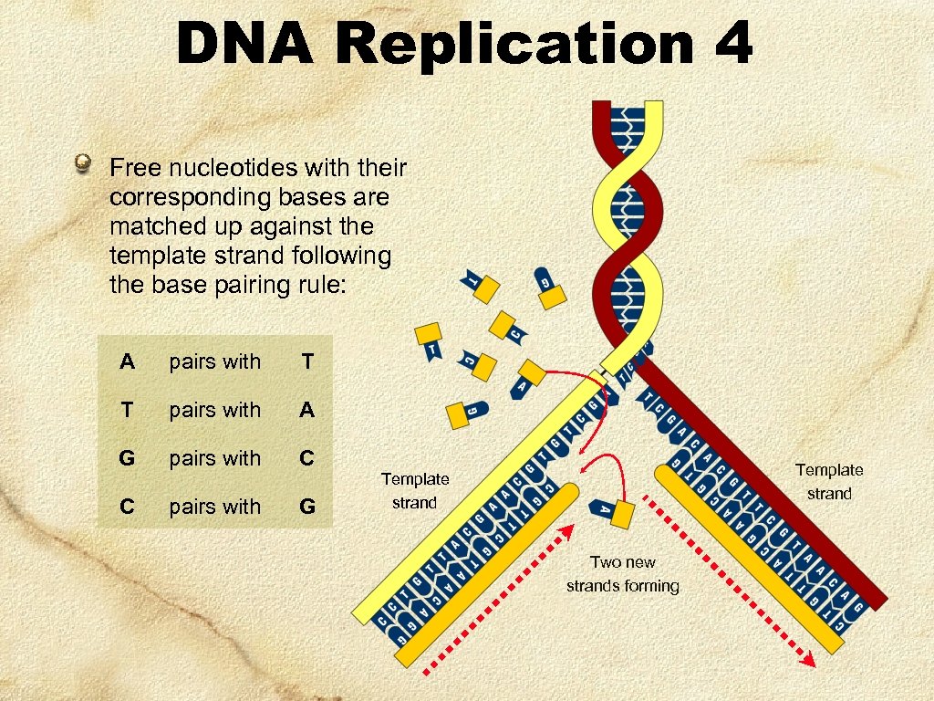 DNA Replication 4 Free nucleotides with their corresponding bases are matched up against the