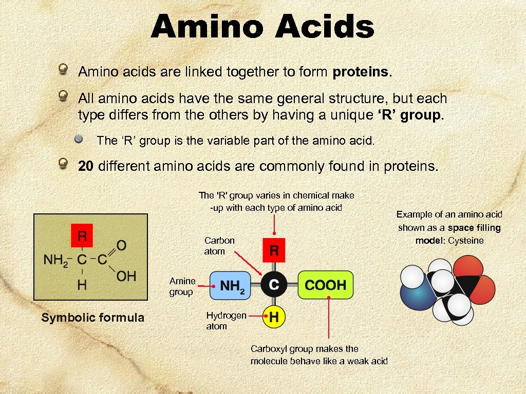 Amino Acids Amino acids are linked together to form proteins. All amino acids have