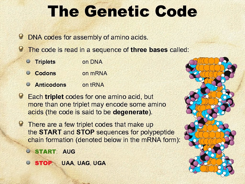 The Genetic Code DNA codes for assembly of amino acids. The code is read