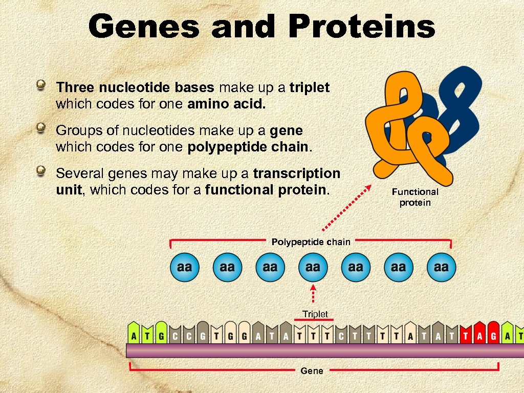 Genes and Proteins Three nucleotide bases make up a triplet which codes for one
