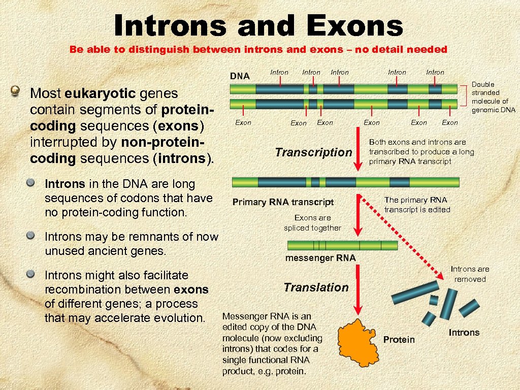 Introns and Exons Be able to distinguish between introns and exons – no detail
