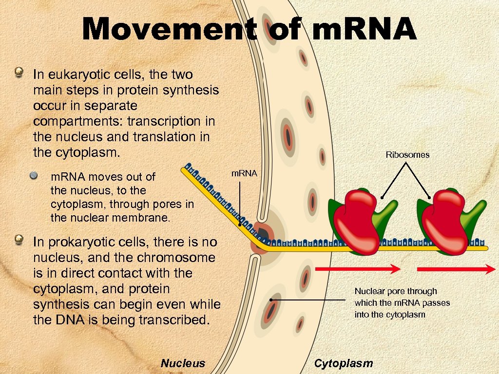 Movement of m. RNA In eukaryotic cells, the two main steps in protein synthesis