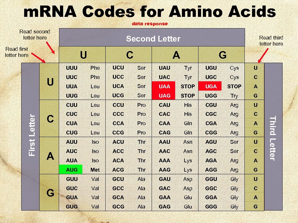 m. RNA Codes for Amino Acids data response Read second letter here Second Letter