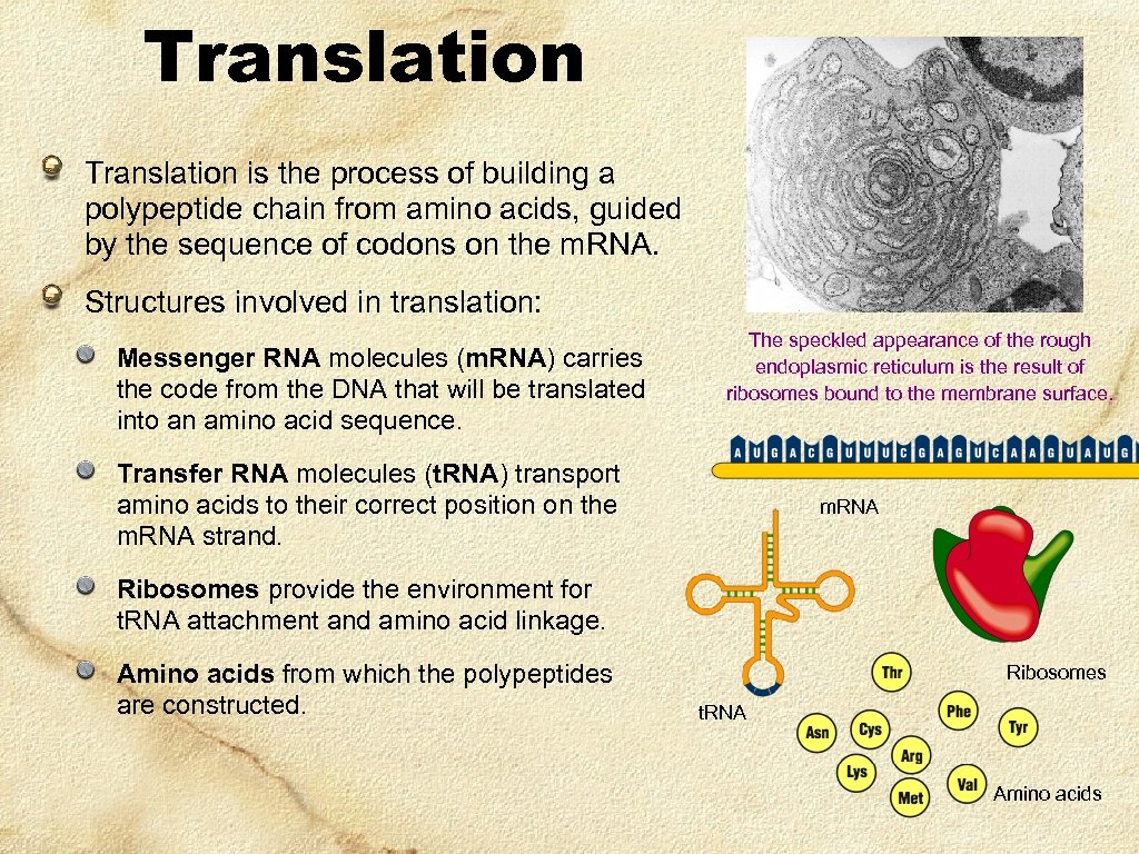Translation is the process of building a polypeptide chain from amino acids, guided by