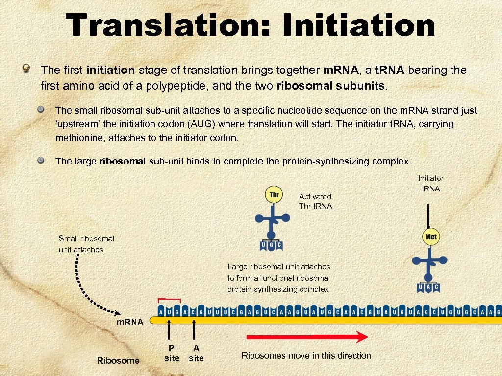 Translation: Initiation The first initiation stage of translation brings together m. RNA, a t.