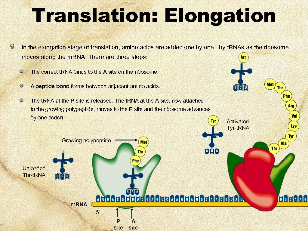 Translation: Elongation In the elongation stage of translation, amino acids are added one by