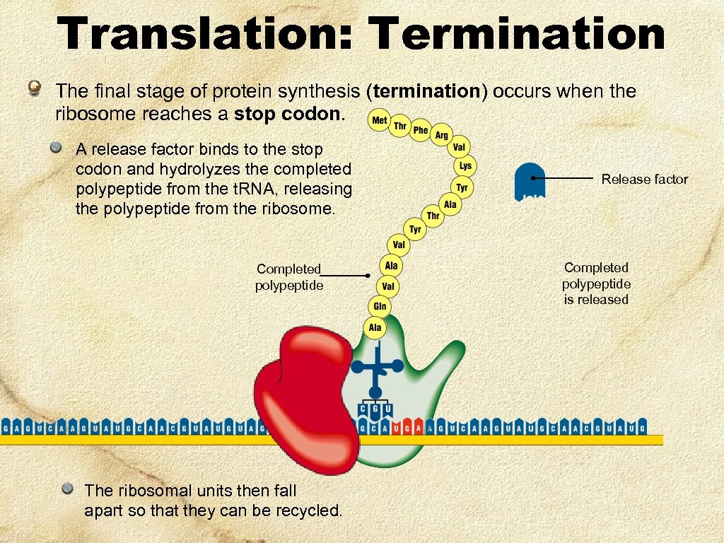 Translation: Termination The final stage of protein synthesis (termination) occurs when the ribosome reaches