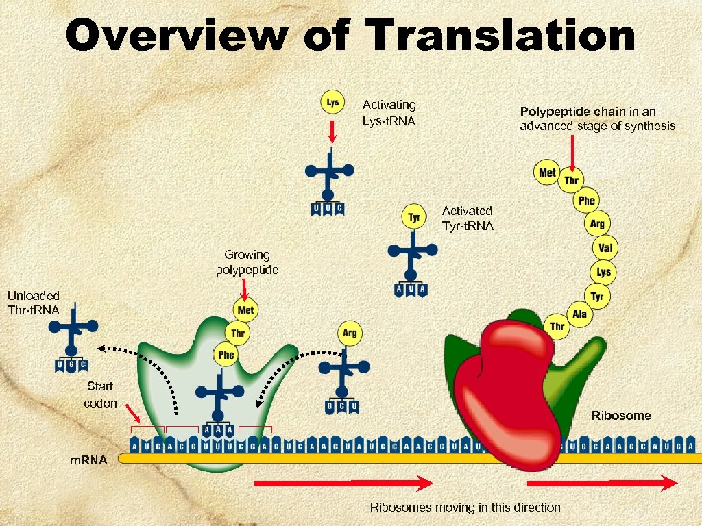 Overview of Translation Activating Lys-t. RNA Polypeptide chain in an advanced stage of synthesis