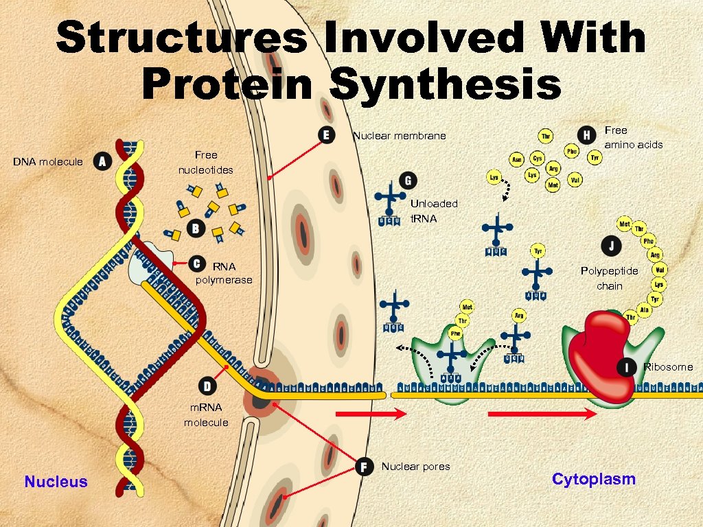 Structures Involved With Protein Synthesis Nuclear membrane DNA molecule Free nucleotides Free amino acids
