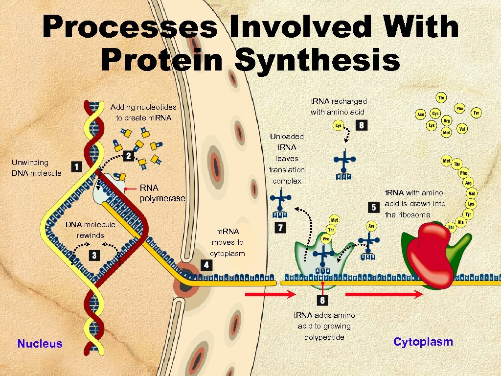 Processes Involved With Protein Synthesis t. RNA recharged with amino acid Adding nucleotides to