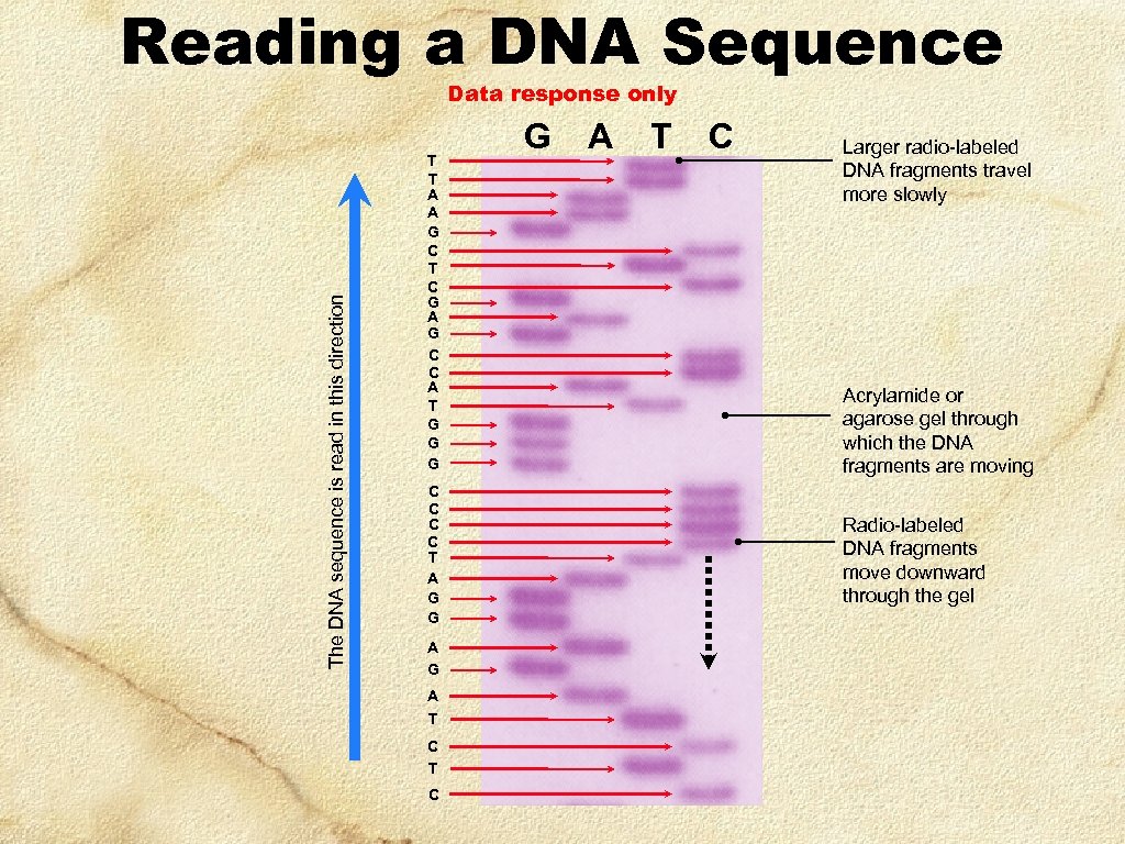 Reading a DNA Sequence The DNA sequence is read in this direction Data response